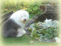 Balou u.Piper 2007 036.jpg